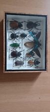 Bugs frame for sale  SOLIHULL