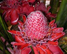 Red torch ginger for sale  Saint Augustine