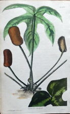 Dorstenia drakena mexico for sale  SHREWSBURY
