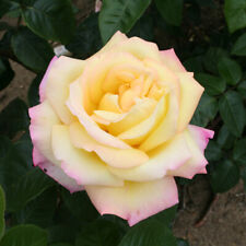 Rose peace bare for sale  PETERBOROUGH