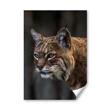 Bobcat wild cat for sale  SELBY