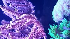 Pink Gorgonian soft coral frag, Reef marine saltwater aquarium fish, used for sale  LUTON