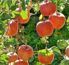 Árvore frutífera japonesa orgânica Fuji Apple SUPER DOCE não transgênica BIO 3 SEMENTES alto rendimento comprar usado  Enviando para Brazil