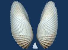 Concha Cyrtopleura costata Seashell comprar usado  Enviando para Brazil