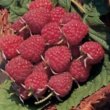 Raspberry plants joan for sale  Staten Island