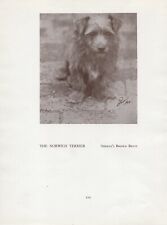 Norfolk norwich terrier for sale  COLEFORD