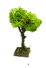 Albero lichene vegetazione usato  Napoli