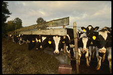 477076 curious dairy for sale  UK