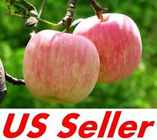 Seeds fuji apple for sale  USA
