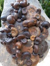 Fossil ammonites morocco for sale  WREXHAM