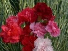 3 X Carnation Hardy Border Mixed PLUG PLANTS FREE POSTAGE for sale  Shipping to South Africa