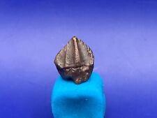 Triceratops tooth authentic for sale  Nebo