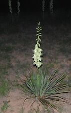 Yucca plant large for sale  Burneyville