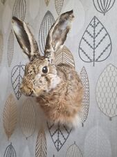 Taxidermy hare head for sale  MARLOW