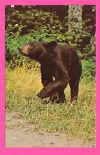 American black bear for sale  Georgetown