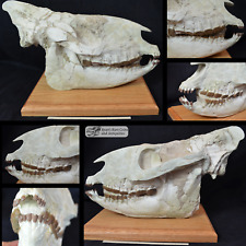 Rare hyracodon skull for sale  Windermere