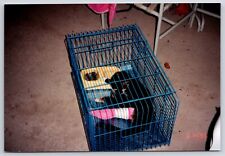 Cat cage pet for sale  Fort Worth