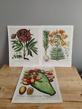 Large botanical prints for sale  CLEVEDON