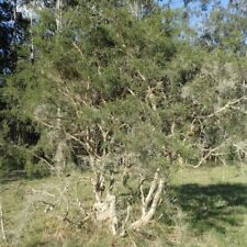 Graines melaleuca alternifolia d'occasion  Sabres