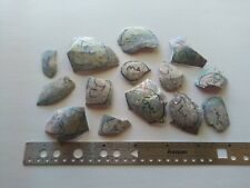 100 lot paua for sale  AYLESBURY