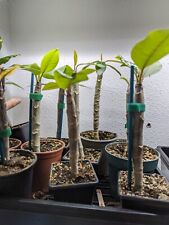 Plumeria rubra frangipani for sale  NOTTINGHAM