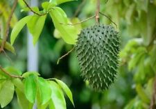 3ft guanaba soursop d'occasion  Expédié en Belgium