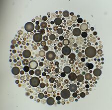 Diapositiva de microscopio antigua Getschman rara. Diatomeas dispuestas como un círculo segunda mano  Embacar hacia Argentina