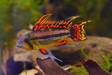 Apistogramma cacatuoides tripl for sale  Fort Thomas
