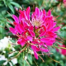Cleome cherry queen for sale  Sevierville