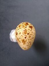 Redshank egg replica for sale  DONCASTER