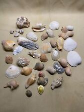 variety sea shells huge for sale  Delta
