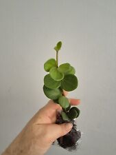 Peperomia hope sent for sale  LONDON