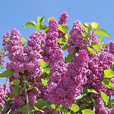 Syringa gewöhnliche flieder gebraucht kaufen  Rheindahlen