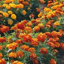 French marigold mix for sale  Sevierville