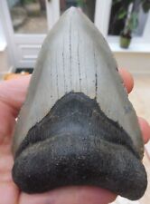 Large megalodon tooth for sale  BURGESS HILL
