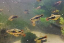 Tropical fish platy for sale  ROCHESTER