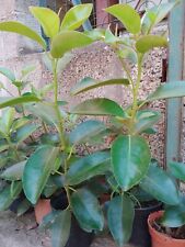 Piantine ficus macrophylla usato  Villa San Pietro