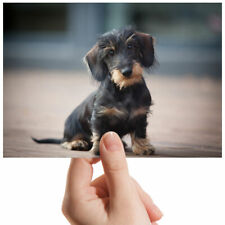 Wire haired dachshund for sale  SELBY