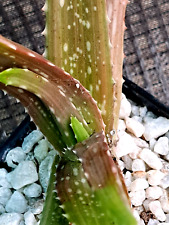 Aloe vera variegated for sale  Mira Loma