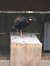 Black francolin hatching for sale  CANTERBURY