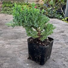 Juniper bonsai trees for sale  Norco