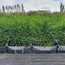 Yew instant hedging for sale  ORMSKIRK