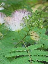 Graines albizia julibrissin d'occasion  Sabres