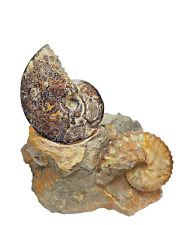 AMMONITE CLUSTER Placenticeras Scaphites Pierre Shale SD for sale  Shipping to South Africa