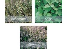Mixed herb seeds for sale  PEEBLES