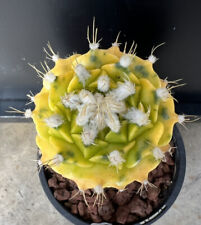 Very Rare Variegated Obregonia Denegrii Rooted Cactus/cacti Succulents for sale  Shipping to South Africa
