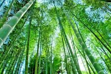 bamboo culms for sale  Beachwood