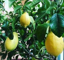 agrumi di 2 anni 4 stagioni Arancio Tarocco; Clementino Limone Kumquat pompelmo usato  Valenzano