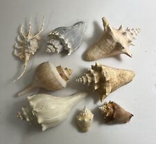 Sea shells mixed for sale  Flowood
