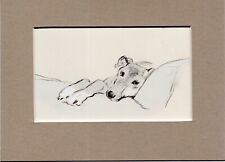 Lucy dawson greyhound for sale  SPALDING